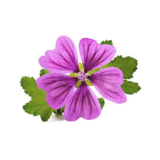 Mallow