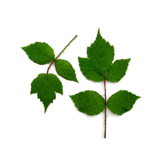 Blackberry leaves