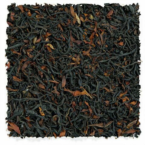 Wild Ancient Tree Black